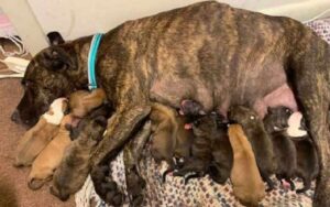 Cagnolina randagia incinta sorprende i suoi soccorritori con 15 cuccioli adorabili