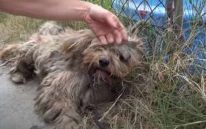 Cane aveva vissuto per anni di stenti, era sporco, malnutrito, coperto di parassiti