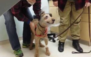 Cucciolo cieco vede per la prima volta la sua famiglia dopo l’intervento