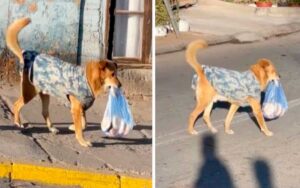 Cagnolino con il maglione ha il compito di portare il pane fresco direttamente a casa(video)