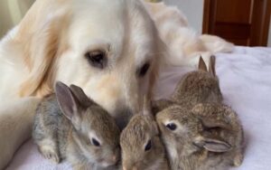 Conigli scambiano il Golden Retriever per il loro papà e si coccolano a lui