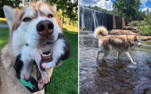 Cagnolino da assistenza trova una scatola con dei gattini appena nati e fa loro da madre