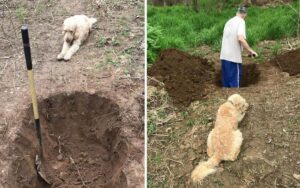 Il cane guarda mentre viene scavata la sua tomba, il veterinario ha cambiato la diagnosi
