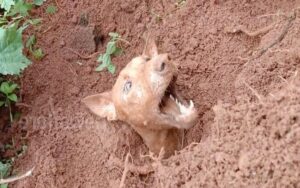 Cagnolina sepolta fino al collo viene salvata insieme ai suoi cuccioli