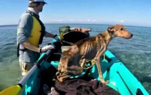 Fotografo trova cucciolo abbandonato su un’isola deserta e lo salva