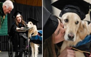 Golden Retriever da assistenza riceve un premio durante la laurea del suo proprietario