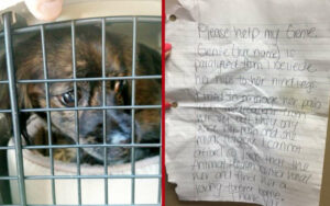 Un cane paralizzato viene lasciato in un rifugio con una lettera straziante del suo proprietario