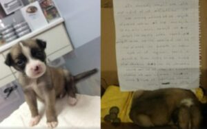 Genitori obbligano figlia di 7 anni a separarsi dal suo cane perché non di razza