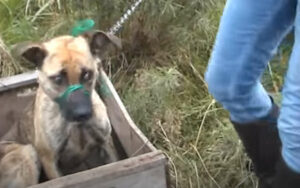 Abbandonano i cani all’interno di casse di legno e con una museruola di lacci. Non potevano muoversi o mangiare