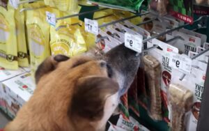 VIDEO: Ragazzo porta un cane randagio in un negozio di animali e gli compra tutto ciò che tocca con il naso