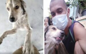 VIDEO: cane scomparso da mesi piange non appena rivede il suo papà