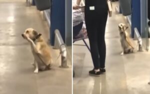 VIDEO: Cane saluta gli acquirenti di un centro commerciale in Brasile