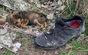 Uomo trova un cucciolo che cerca di nascondersi dentro una scarpa, ora ha una nuova casa