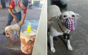 Cucciolo abbandonato viene adottato dai dipendenti di una stazione e gli danno un lavoro