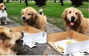 Cucciolo si rifiuta di condividere la sua torta e ringhia a tutti i suoi ospiti