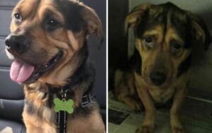 Vedono la foto del cane più triste del rifugio: coppia guida per 6 ore per adottarlo