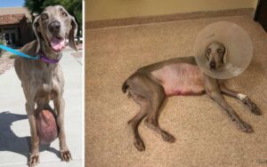 Cane abbandonato perché aveva un tumore di 12 kg