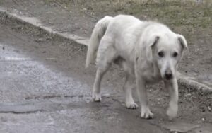 Cagnolino “randagio”, trovano il proprietario grazie al microchip, ma non lo vuole più