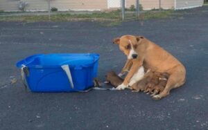 Cagnolina abbandonata insieme ai suoi 9 cuccioli in un parcheggio viene poi salvata