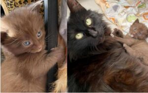 Rari gatti dal manto color cioccolato, cercano casa