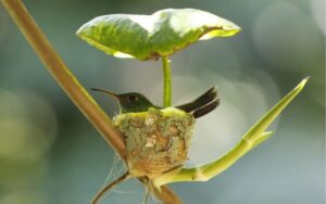 Mamma colibrì costruisce un nido con il tetto per proteggere i suoi piccoli