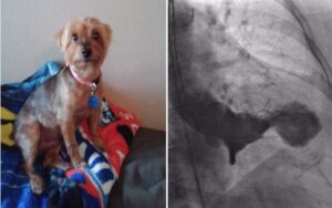 Donna con diagnosi di “sindrome del cuore infranto” dopo la morte del cane