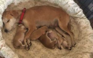 Cagnolina randagia trovata nel deserto guida i soccorritori dai cuccioli nascosti