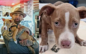 Dave Bautista salva una cagnolina e offre una ricompensa per scoprire chi l’ha maltrattata