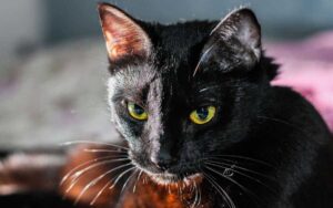 Perché alcuni rifugi non consentono l’adozione di gatti neri nel periodo di Halloween?