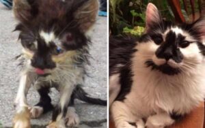 Una donna si rifiuta di abbandonare un gattino distrutto e il risultato è incredibile