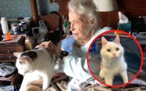 Gattino anziano viene adottato da una signora di 101 anni