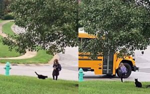 Ogni giorno gattino scorta la sua padroncina, assicurandosi che arrivi sana e salva all’autobus.