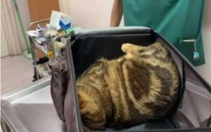 Video: Gattino si finge morto per evitare di vedere il veterinario