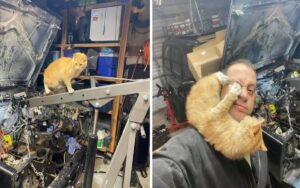 Trova un gattino mentre ripara l’auto in garage e nasce una bellissima amicizia