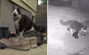 Una donna crea un gruppo su Facebook per restituire le scarpe che il suo gatto “ruba” ai vicini