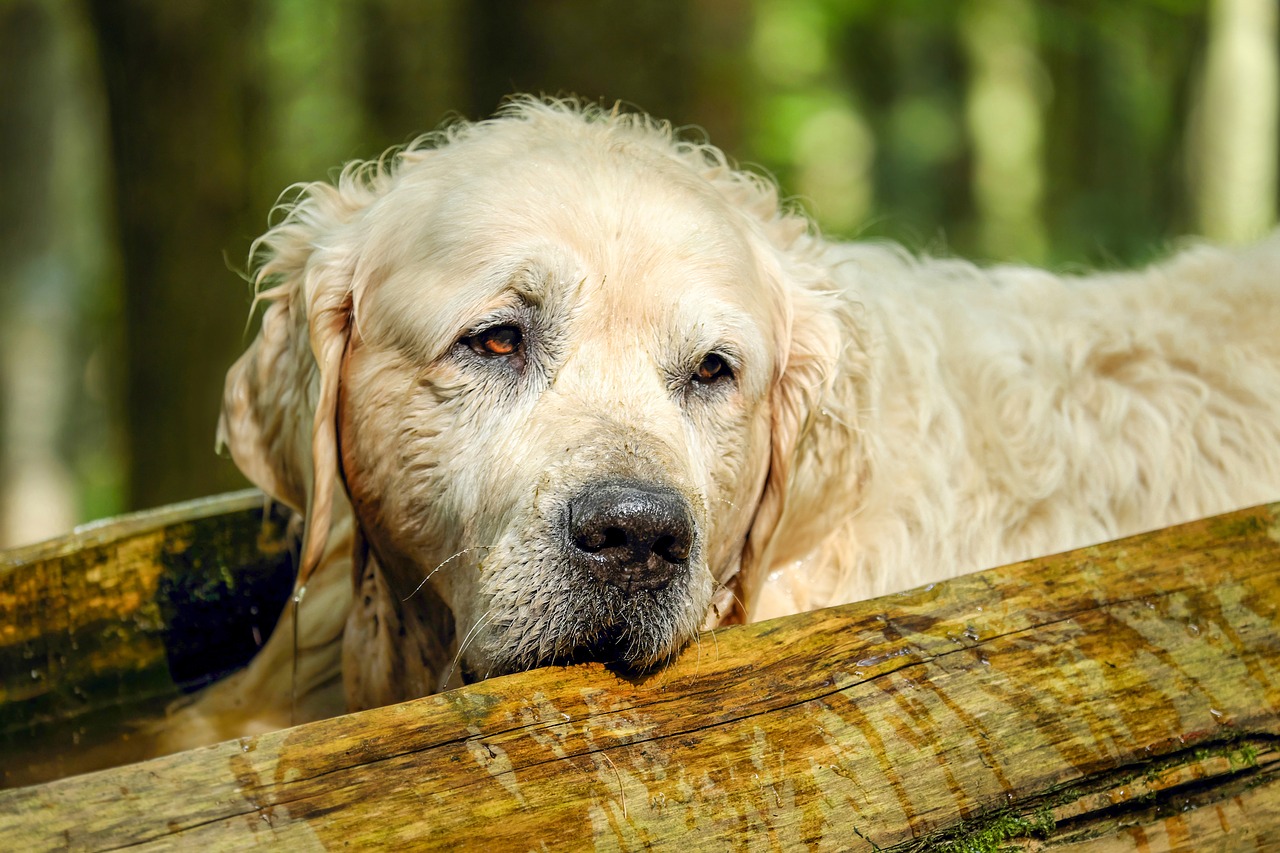 Perché i cani si nascondono quando stanno per morire?