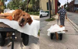 Cane molto malato, riesce ancora a fare le sue passeggiate grazie a un padrone speciale