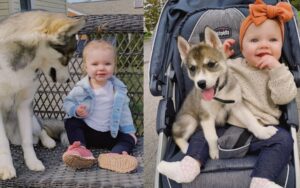 VIDEO: Adottano un cucciolo di Husky dopo la nascita della figlia, ora i due sono inseparabili
