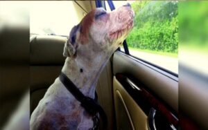 Cane morente fa il suo ultimo giro in macchina, la sua espressione fa commuovere la sua famiglia