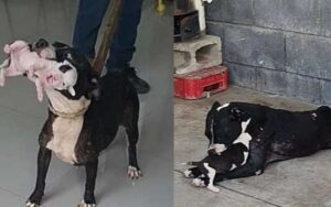 Pitbull si aggrappa ai suoi cuccioli stavano per essere “addormentati”, sono stati adottati in tempo