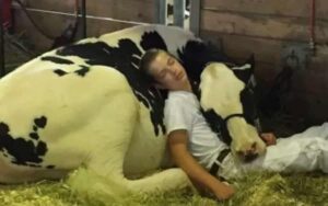 Si addormentano insieme dopo una gara. Questo pisolino tra questa mucca e il ragazzo è diventa virale