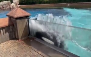 VIDEO: Orca prende a testate il vetro in cui è rinchiusa, i filmati sono terrificanti