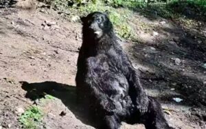 Orso rinchiuso per 25 anni in un circo si può godere finalmente la sua libertà e il sole