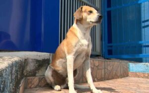 Cagnolina randagia arriva in clinica per partorire e il padre dei cuccioli l’aspetta fuori