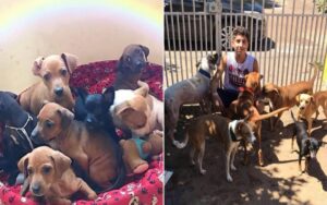 Ragazzo di 17 anni apre un rifugio salvando 22 cani e 4 gatti