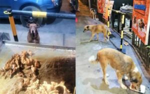 Ristorante in Perù ogni giorno da da mangiare a cuccioli randagi