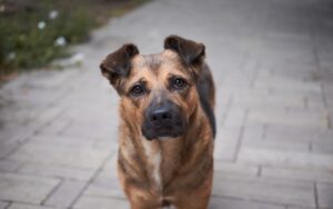 Il primo paese senza cani randagi per strada