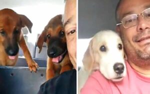 Il tassista di cani gira video adorabili con i suoi passeggeri canini