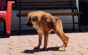 Cane con la sindrome della colonna vertebrale storta doveva essere soppresso, una donna gli ha salvato la vita