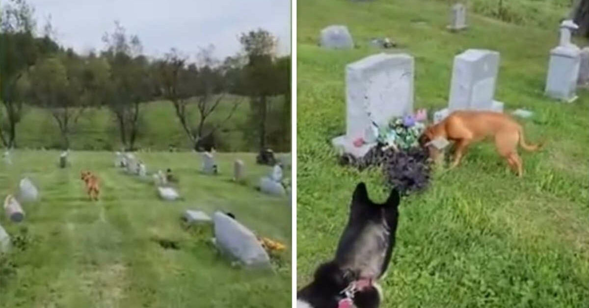 Cagnolina scopre la tomba del suo proprietario morto 4 anni fa, la ...